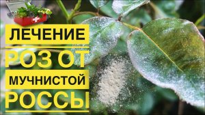 Мучнистая Росса “Болезни Роз”/Фалькон/Алатар/Садовая Аптечка!