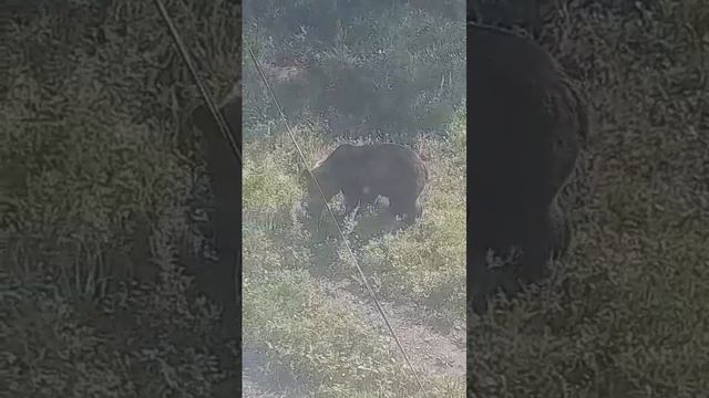 Медведь пришел на базу отдыха в Амурской области