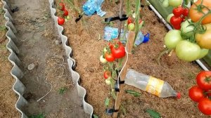 Томат Кристал