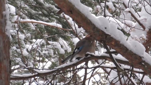 Сойка и ее необычные звуки 6 февраля смотреть онлайн