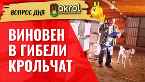 ?Осмотр гнезд. Гибель крольчат. Кукование. Воспитание крольчих. #Макляк  #Макрол
