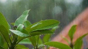 Потрясающе релакс музыка. Музыка под видео с дождиком. Дождик и спокойная музыка для восстановления.