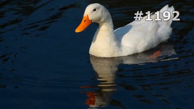 #1192. Утки (В мире животных) смотреть онлайн