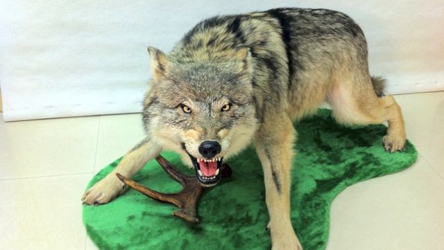 Таксидермия. Мастерская Подорова смотреть онлайн