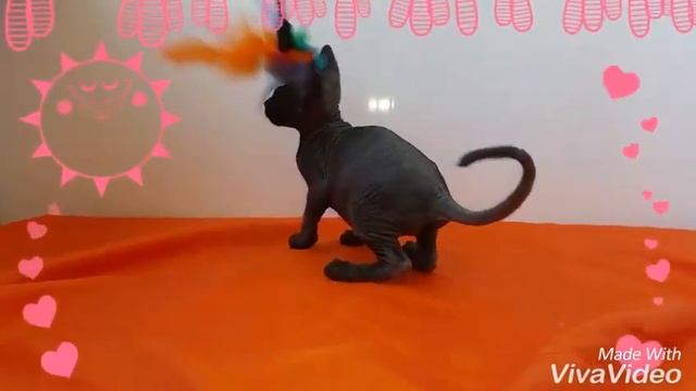 Канадский Сфинкс. Кошечка Окрас черный.