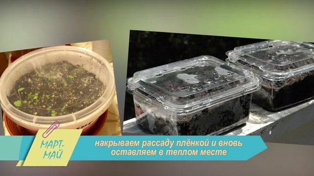 Как вырастить мочалку своими руками?