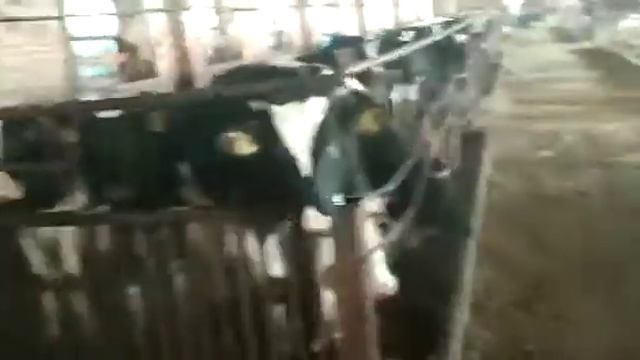 Голштин фриз зотли наслли моллар сия федератсиясидан Бгзхолатда 5-7 ойлик Жаи 10 бош Нари 1750$ смотреть онлайн