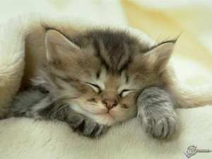 Если у вас есть кошка, вы возвращаетесь не в дом, а домой.
