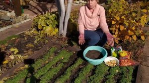 ОЗИМЫЙ ЛУК Полная инструкция по посадке