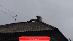 Уничтожение ос, шершней в Новокузнецке - ООО Абсолют.