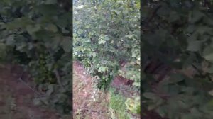 размножение фундука .можна ли садить с ореха