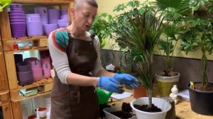 Пересадка Драцены Маргината с 2-мя стволами | В чем нюанс