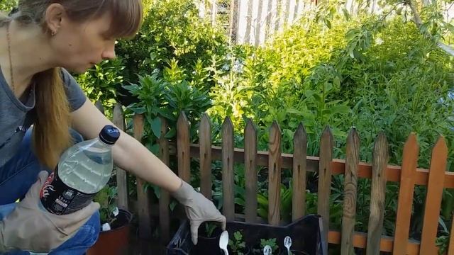 Черенкование хризантемы. смотреть онлайн