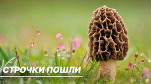 Открытие грибного сезона: какие весенние грибы уже можно собирать?