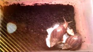 Уход за улитками|все о содержании улиток