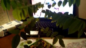 Карамбола в домашних условиях 04.11.2019