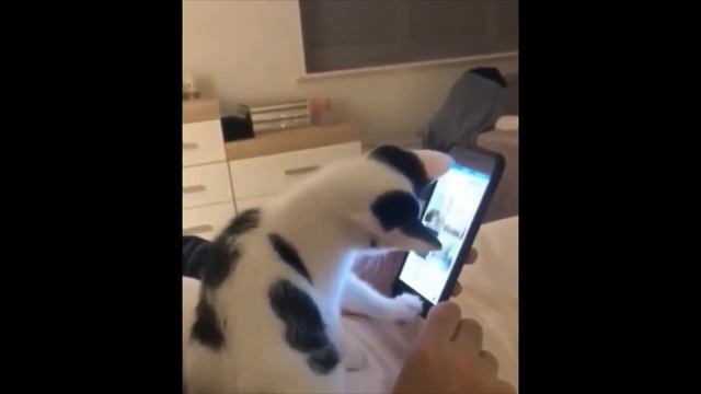 Настоящая Кошачья Жизнь. Коты и Кошки. Видео про котов. Сериал про кошек.