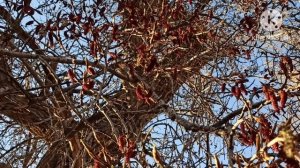 Кристина Мотиватор.Монро хорошо оттеняла Мотиватора и скрашивала одинокие вечера