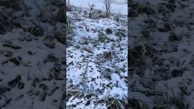 Морозоустойчивые персики смотреть онлайн