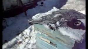 как пчелы перезимовали