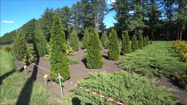 100 сортов сирени - Сиреневый рай фестиваль - Липецкая область экскурсии