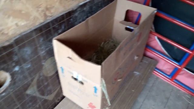 Шелковые куры снесли первое яйцо