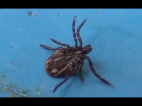 Энцефалитный КЛЕЩ без красного БРЮШКА - Это Вырезка из Фильма ПОДБОРКА ВСЕо Клещах ссылка в Описании