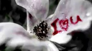 mahsun kirmizigul belalim