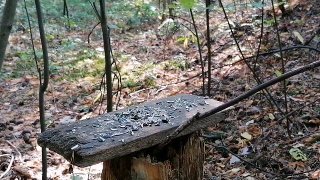 Лесные. Синички гаички. Большие синицы. Поползни. смотреть онлайн