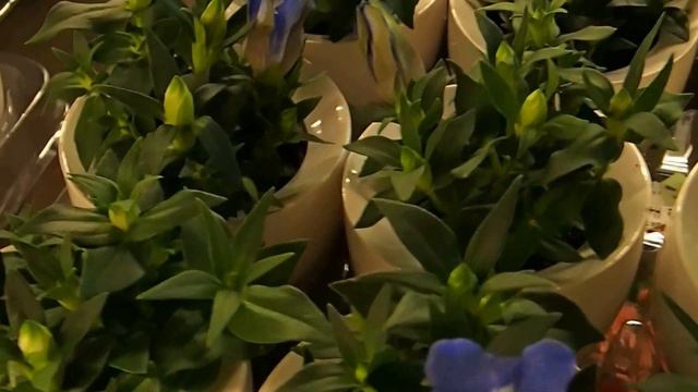 Gentiana in decorative pots