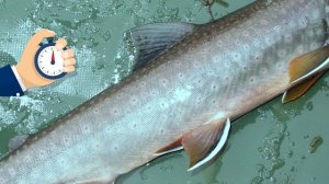 РЫБА ГОРЯЧЕГО КОПЧЕНИЯ! Простой рецепт, как вкусно коптить!