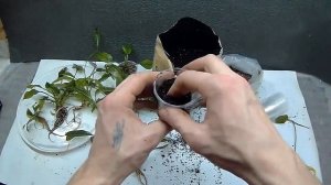 Аквариумные растения, как посадить в землю.