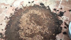 Maadi thottam man kalavai in tamil || Preparation of terrace garden soil mix
