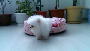 Белый Померанский шпиц