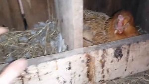 Квочка вывела цыплят! / Скоро вывод начнётся под другими квочками / 15 квочек это много?