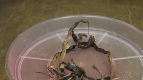 Размножение орхидей. Орхидея из ПЕНЬКА. Как вырастить орхидеи фаленопсис