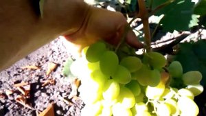 Сорт винограда для начинающих подарок запорожью урожай 2015