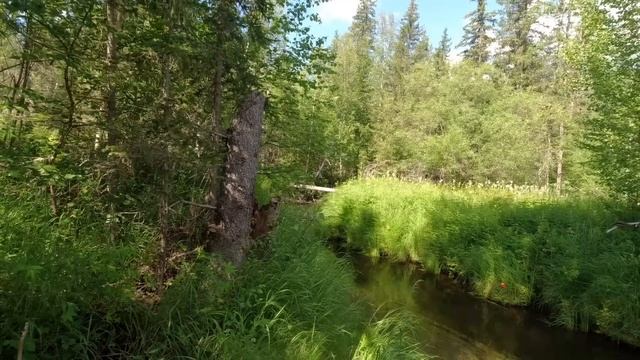 Рыбалка на Хариуса/Трофеи таежного ручья