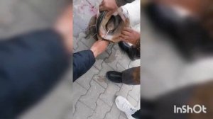 ЭТОЙ ВЕСНОЙ СОМЫ С БЕРЕГА В САРАТОВЕ  РАДУЮТ РАЗМЕРОМ!