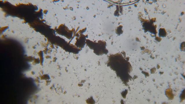 почва под микроскопом смотреть онлайн