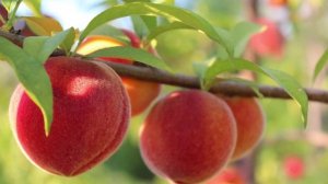 Право на жизнь