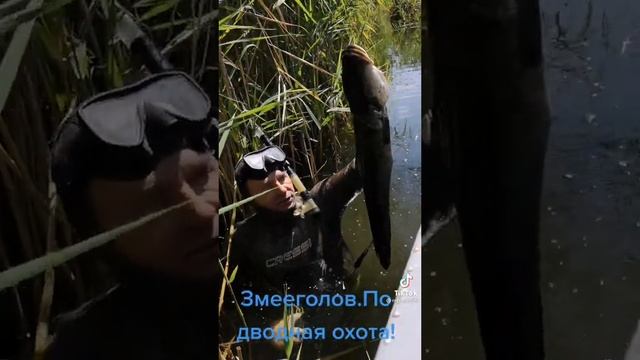 балхаш змееголов подводная охота