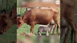 Животные точно знают, что чужих детей не бывает