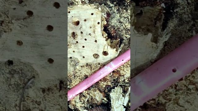 Как  убрать пень с участка)