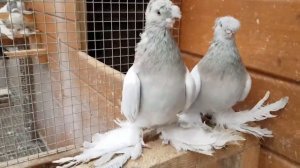 ПЕПЕЛЬНЫЕ ДВУХЧУБЫЕ ГОЛУБИ  PIGEONS  TAUBE #Gulsarino