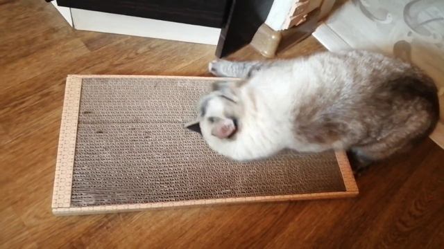 Брейк-данс? смотреть онлайн