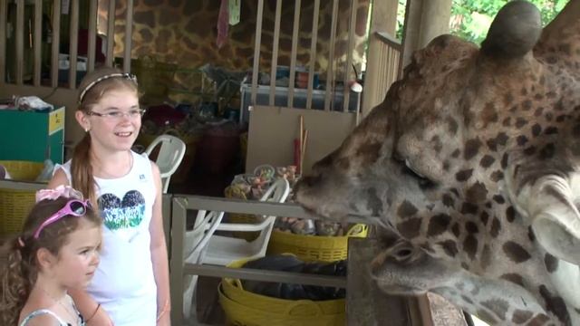 Кормление жирафов. Giraffa, Safari World. Бангкок, Таиланд смотреть онлайн