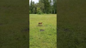 Во что превращается Черноголовский пруд?