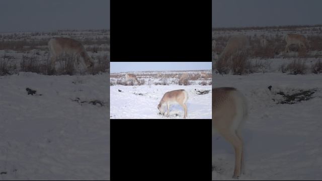 Сайгаки в зимней шубе