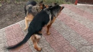 ЛАЙТАТУРМ ДЕРБИ 5 МЕСЯЦЕВ! КОЗЫ-СОБАКИ, СОБАКИ-КОЗЫ))))2 собаки в доме...